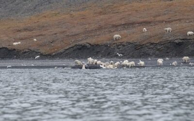 Client Report: The Northern Sea Route and Wrangel Island – Peter Wright’s chance in a million encounters with polar bears