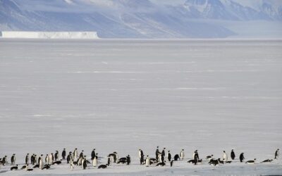 Ross Sea to become largest Marine Protected Park in the World