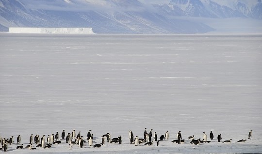 540wrossseaemponiceedgecdelphineaures-oceanwide-expeditions2